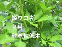 ７姫ウコギ　ポット発送　山菜　食用　お茶などにのサムネイル