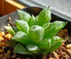 多肉植物 ハオルチア 氷の恋人 美株 新品種 糊斑 - メルカリ