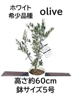 オリーブの木　ホワイト　5号　約60cm　NO.1005　希少品種　現品掲載 オリーブの木 ホワイト 5号 約60cm NO.1005 希少品種 現品掲載 - メルカリ