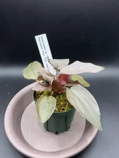 Homalomena sp.“赤鉄鉱”ホマロメナのサムネイル