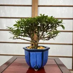 皐月(さつき)】 