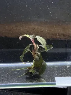 2025年最新】ブセファランドラspの人気アイテム - メルカリ