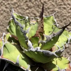 アガベ　シーザーのサムネイル