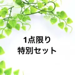 1点限り　限定セット　かすみ草　ドライフラワー