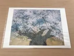 中島千波 花の写生12葉 絵画 12枚セット 求龍堂 | Mercari