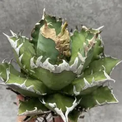 ゴリ猫　超極上株 Yahoo!オークション -「ゴリ猫」の落札相場・落札価格