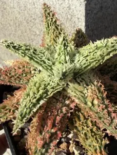 特上斑入り アロエ ハイブリッド Aloe hybrid 子株 第四種AP−28