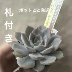 ❤️確認用❤️ミックスベリア❤️プリンセスティアラ❤️抜き苗♪札なし✨メルカリ便✨ ミックスベリア プリンセスティアラ おらいさん 抜き苗 多肉植物