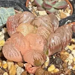 2025年最新】ピンク オブツーサの人気アイテム - メルカリ