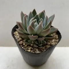 tanico様 リクエスト 2点 まとめ商品