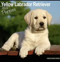 Item thumbnail for item 9dcade7a-ef6b-44e8-8b31-a3c37fd4edf1