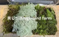 苔4種類セット‼️苔テラリウム　苔玉　ミニ盆栽などに♪のサムネイル