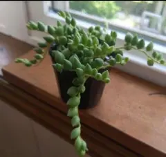 多肉植物寄せ植え　グリーンネックレス抜き苗