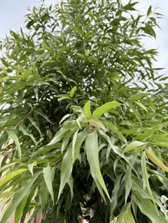 爽やか香りのレモンユーカリの葉 80サイズいっぱいです