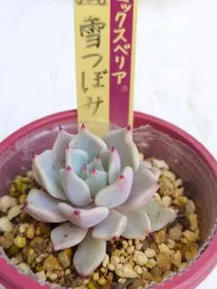 みかん様 リクエスト 2点 まとめ商品