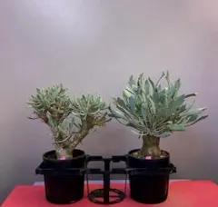 2026年最新】オトンナ ユーフォルビオイデスの人気アイテム - メルカリ