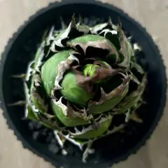 2026年最新】ホリダ ドワーフの人気アイテム - メルカリ