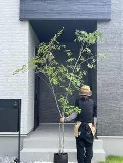【株立ち・美白斑点模様】アオダモ A2603 【茨城直接引渡し可】山採り 2026年最新】アオダモ 山採りの人気アイテム - メルカリ