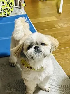 れいさん専用