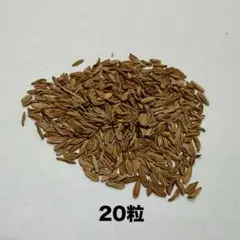 大和当帰の種⭐農薬不使用⭐漢方 - メルカリ