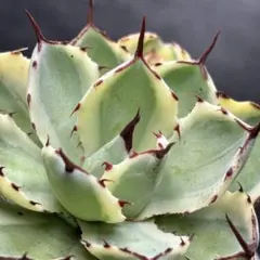 2026年最新】アガベデザートダイヤモンドの人気アイテム - メルカリ