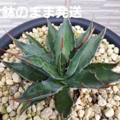【モンタナ】アガベ　良形　王道人気品種　初心者オススメ　抜き苗で最大400円引きのサムネイル