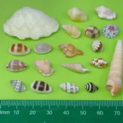 貝殻No764