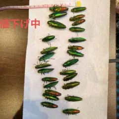 Item thumbnail for item 62f476bb-959e-43c4-aabf-72d4626d5185