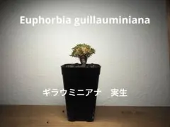 ギラウミニアナ　実生のサムネイル
