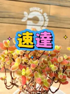 ポテコ様 リクエスト 4点 まとめ商品