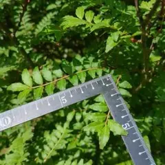 山椒の葉　７０枚以上（１複葉：13枚～21枚）無農薬　京都産　第4種郵便物でのサムネイル