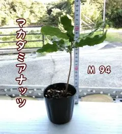 2025年最新】マカダミアナッツ 苗の人気アイテム - メルカリ