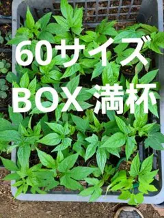 ししとう 固定種苗 20ポットセット ポットのまま発送 - メルカリ
