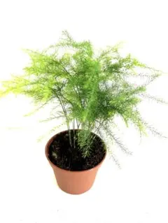 Lear^_−☆リア様 リクエスト 2点 まとめ商品