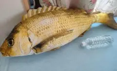 海鮮市場　鯛 ぬいぐるみ サテンVer. 90cm BIG
