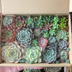 エケベリア カット苗 詰め合わせ (ゆうパケットポスト) 多肉植物 寄せ植え用