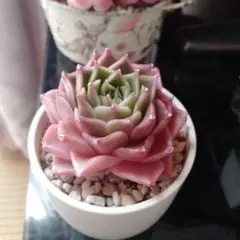 しろくままプロフィール確要様 リクエスト 2点 まとめ商品