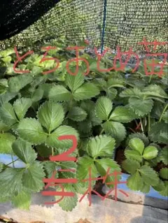 そら様専用　とちおとめ苗　2株