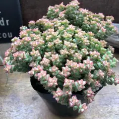 MAKOねー様 リクエスト 2点 まとめ商品