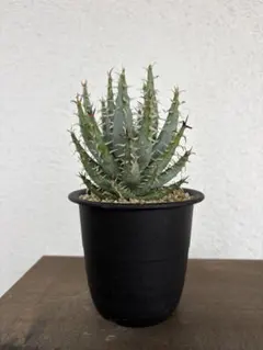 レア アロエ エリナケア 大株 美株 aloe 多肉 - メルカリ