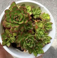 多肉植物 グリーンエメラルド 抜き苗6苗 - メルカリ