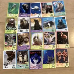 【週末限定お値下げ中】鳥羽水族館コレクションカード49種類