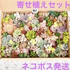 71 多肉植物　寄せ植えセット　カット苗　詰め合わせ　セット　つぶつぶ　ぷくぷく