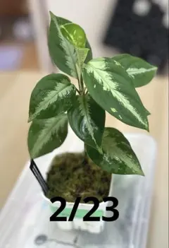 2026年最新】アグラオネマピクタムの人気アイテム - メルカリ