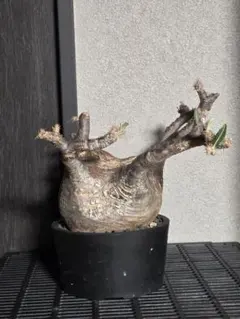 パキポディウム タッキー 小葉 強縮れ 獅子葉 良型 - メルカリ