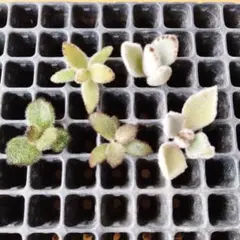 多肉植物 もふもふシリーズ　カランコエ属 5種セット カット苗のサムネイル