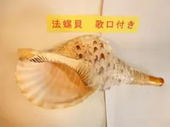 法螺貝　25cm程度 三島屋楽器店 法螺貝（ホラ貝） 特大 (約43センチ） 唄口付NO