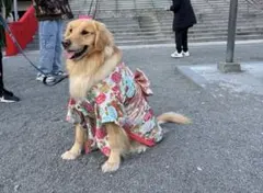 花柄リボン付き犬服着物 大型犬用(8L)