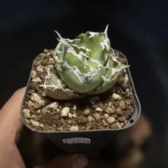 SALE‼️アガベチタノタ蟹カニ‼️3500半額のサムネイル