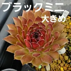 センペルビウム ポリグラネイト 抜き苗 ポットの中全て - メルカリ